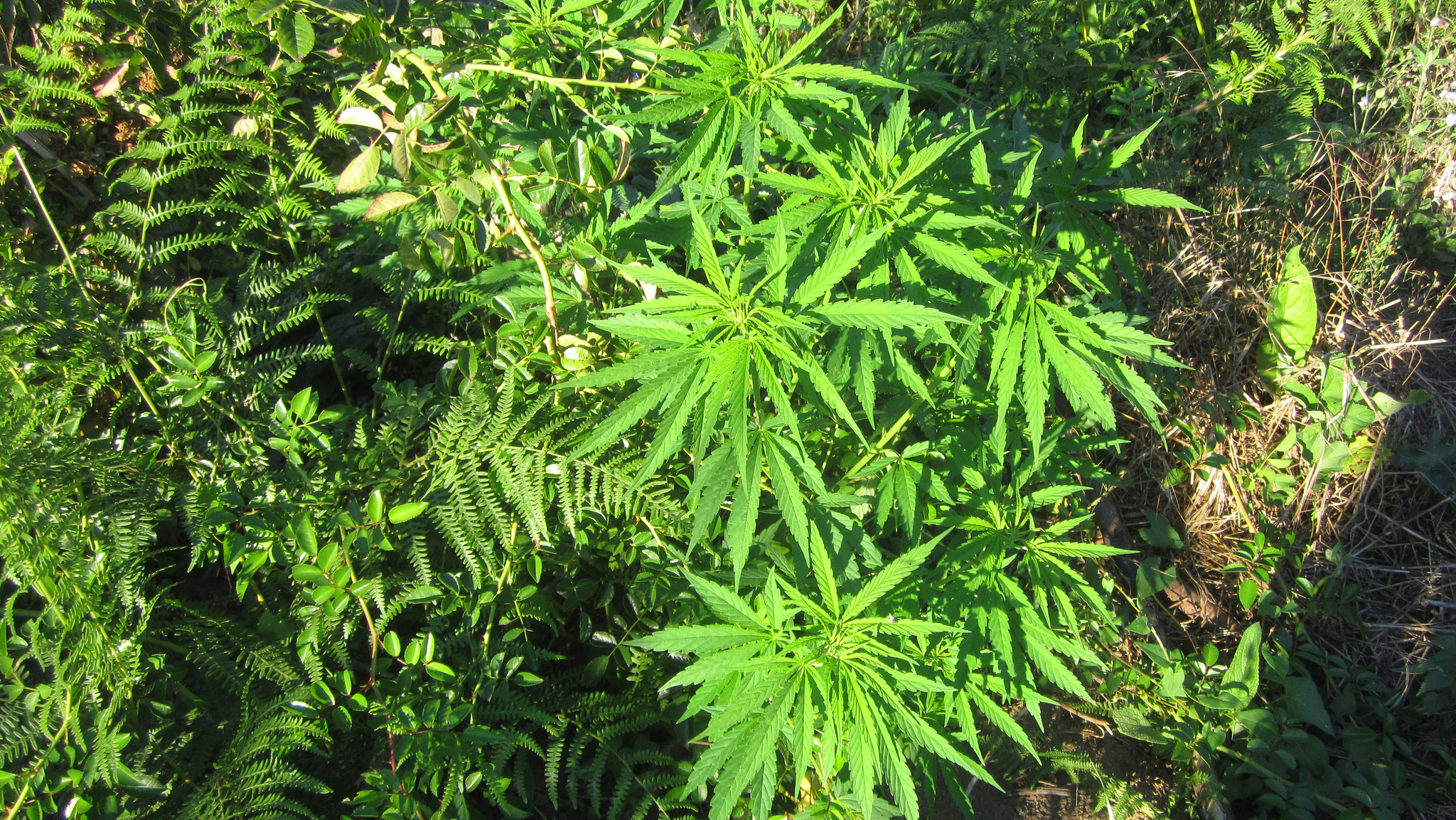 Marijuana Laws