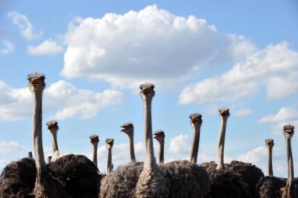 Ostrich festival | local Chandler lawyer - flock of Ostriches