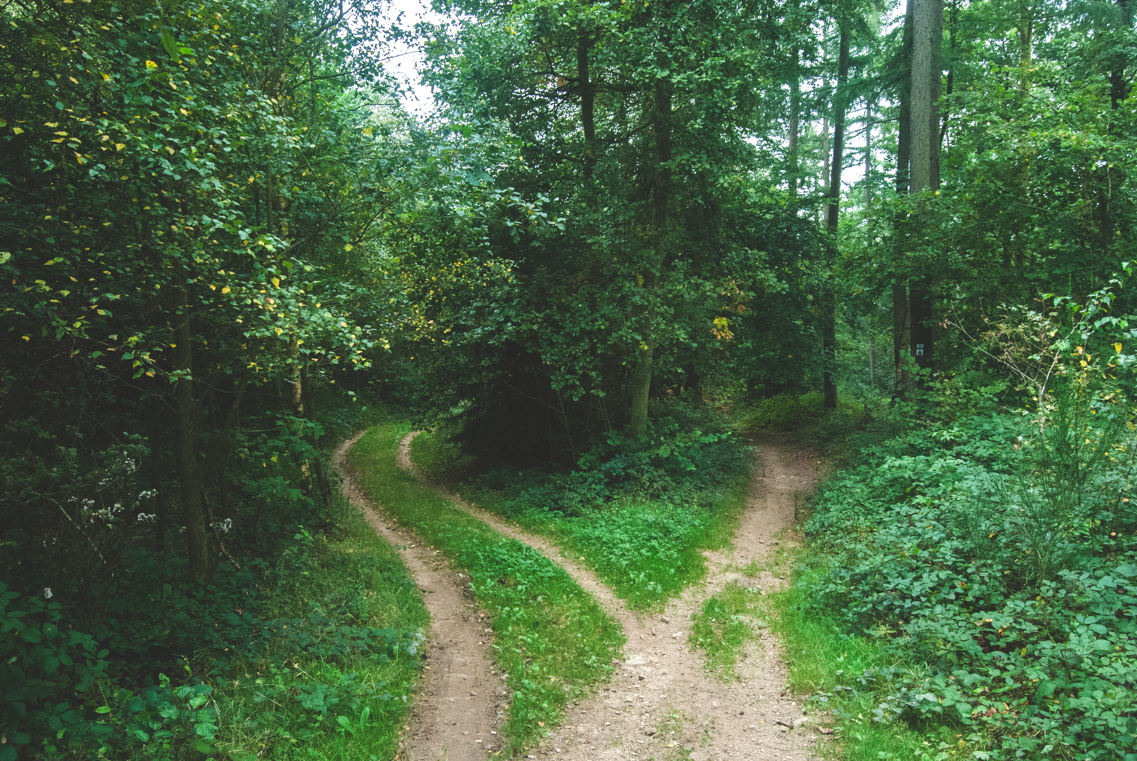 decision making blog - two roads diverging in a leafy forest