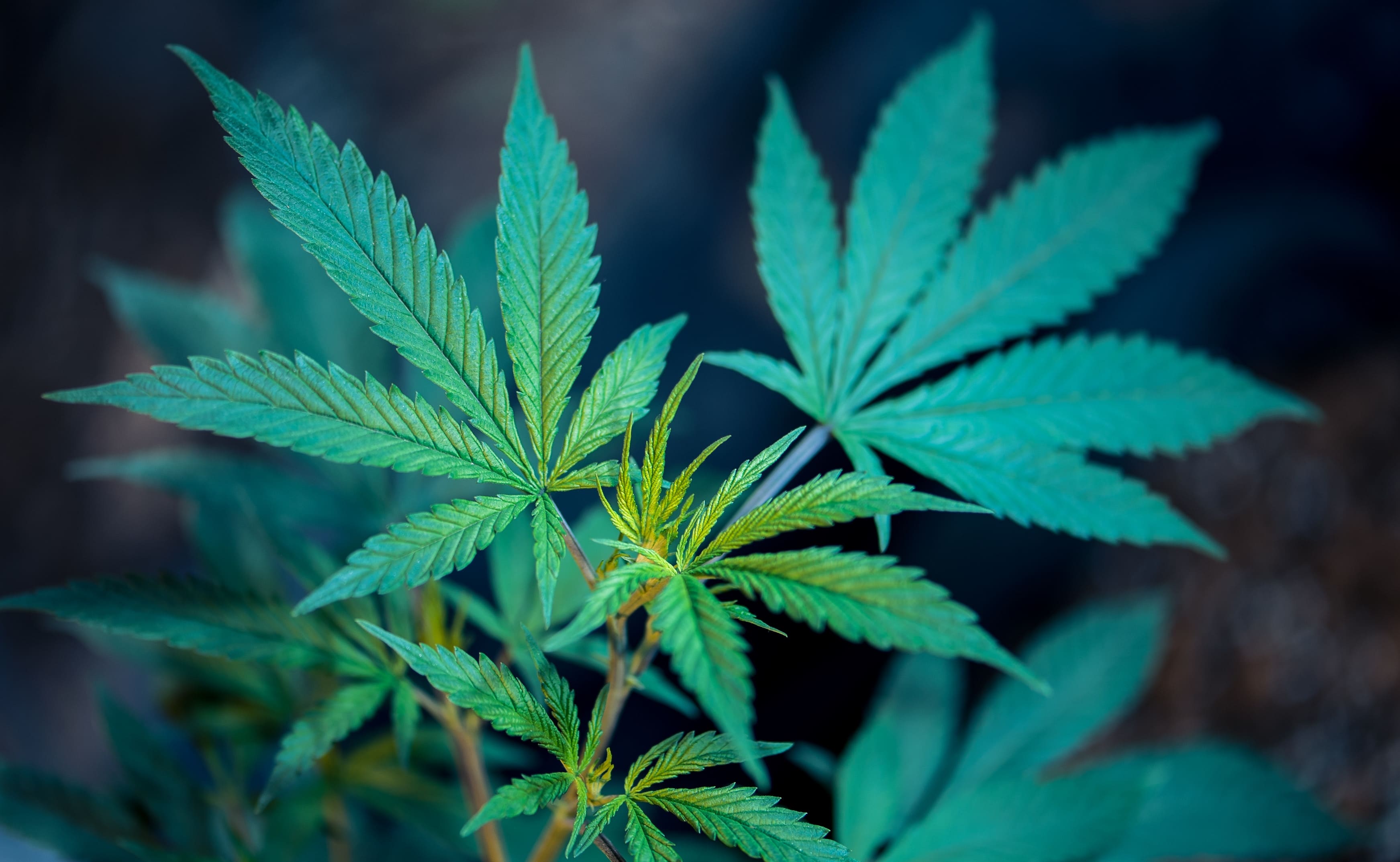 marijuana laws in arizona - close up of a marijuana plant
