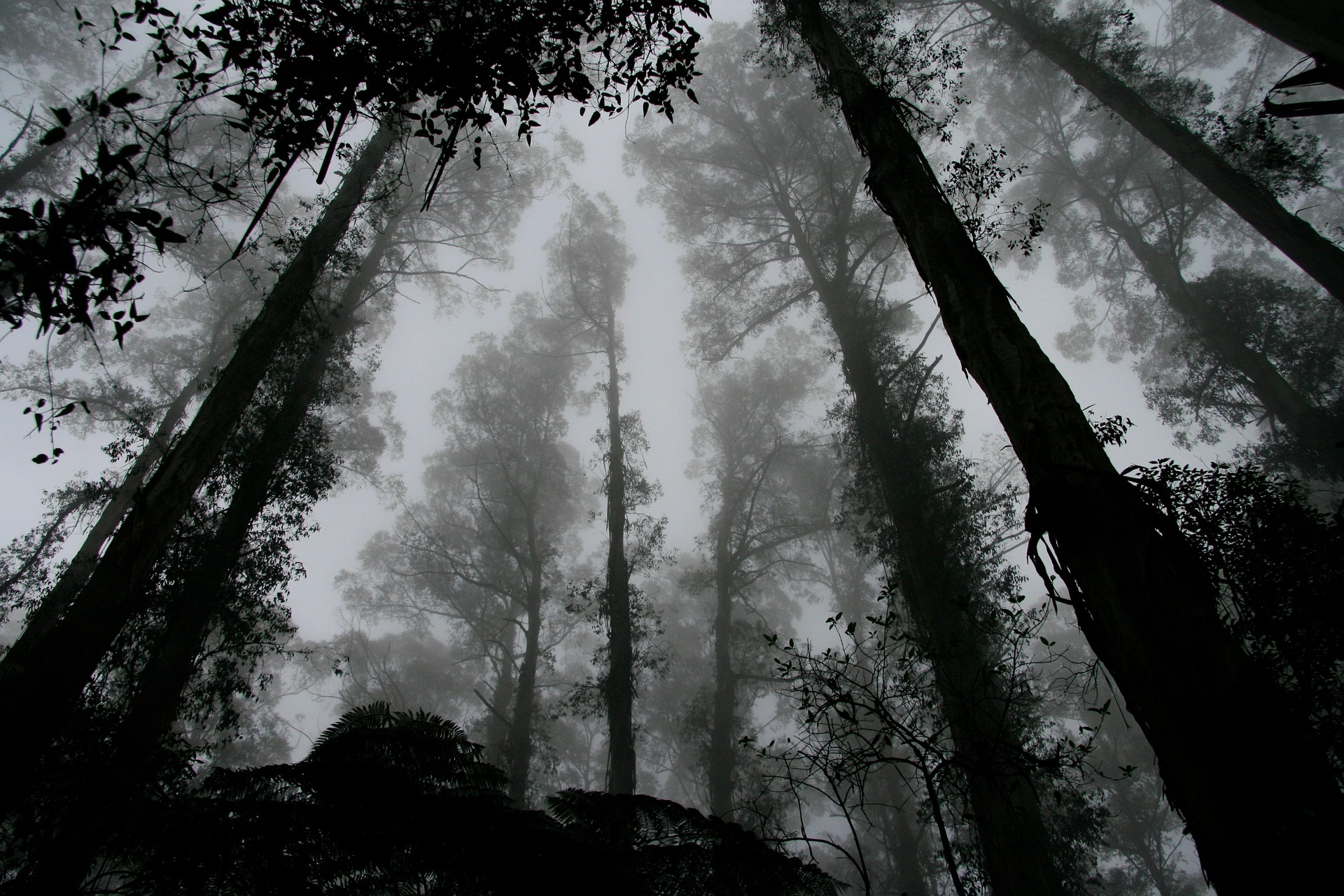 sex crime in phoenix - looking up at tall trees covered in fog