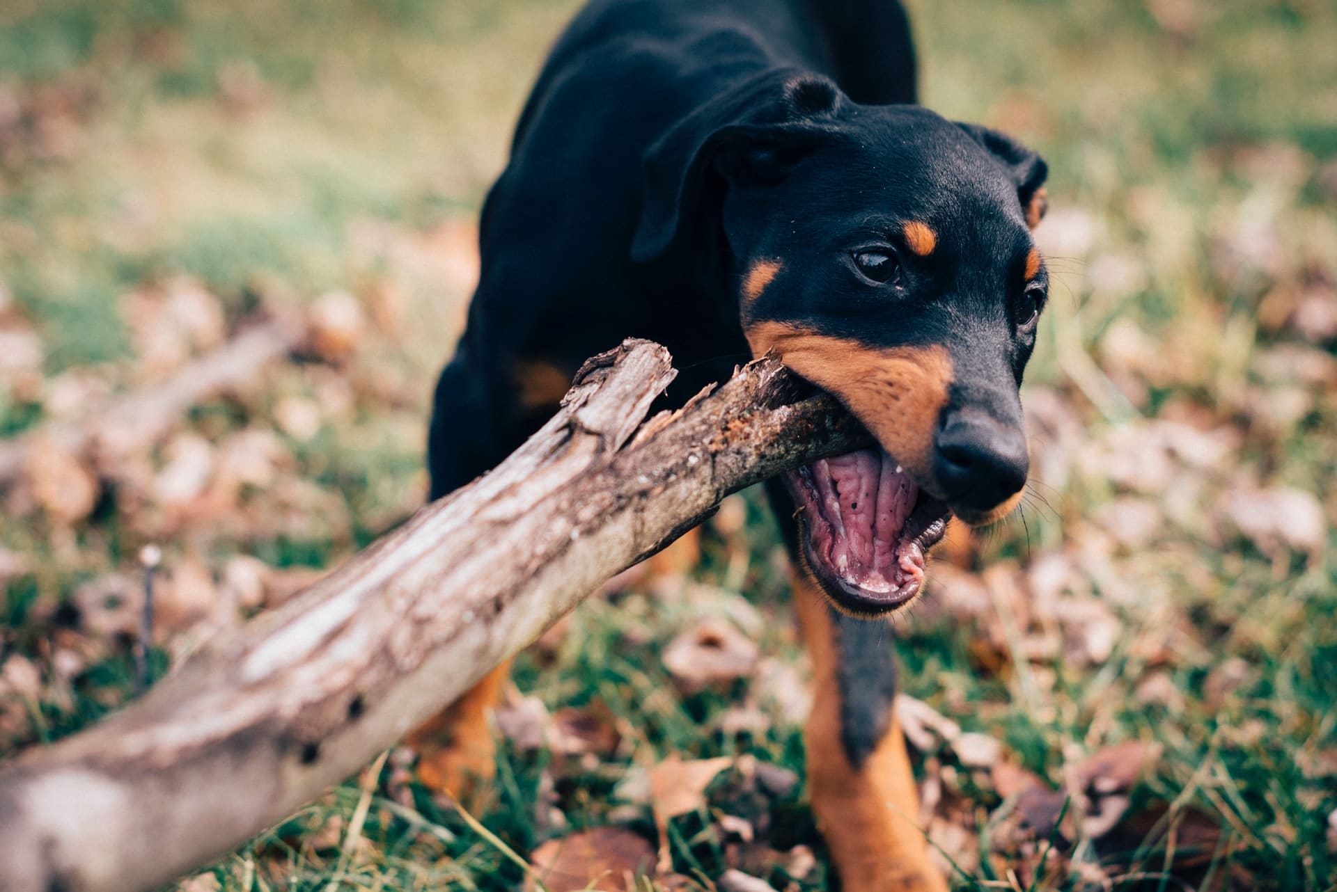 arizona dog bite law - dog biting on a stick