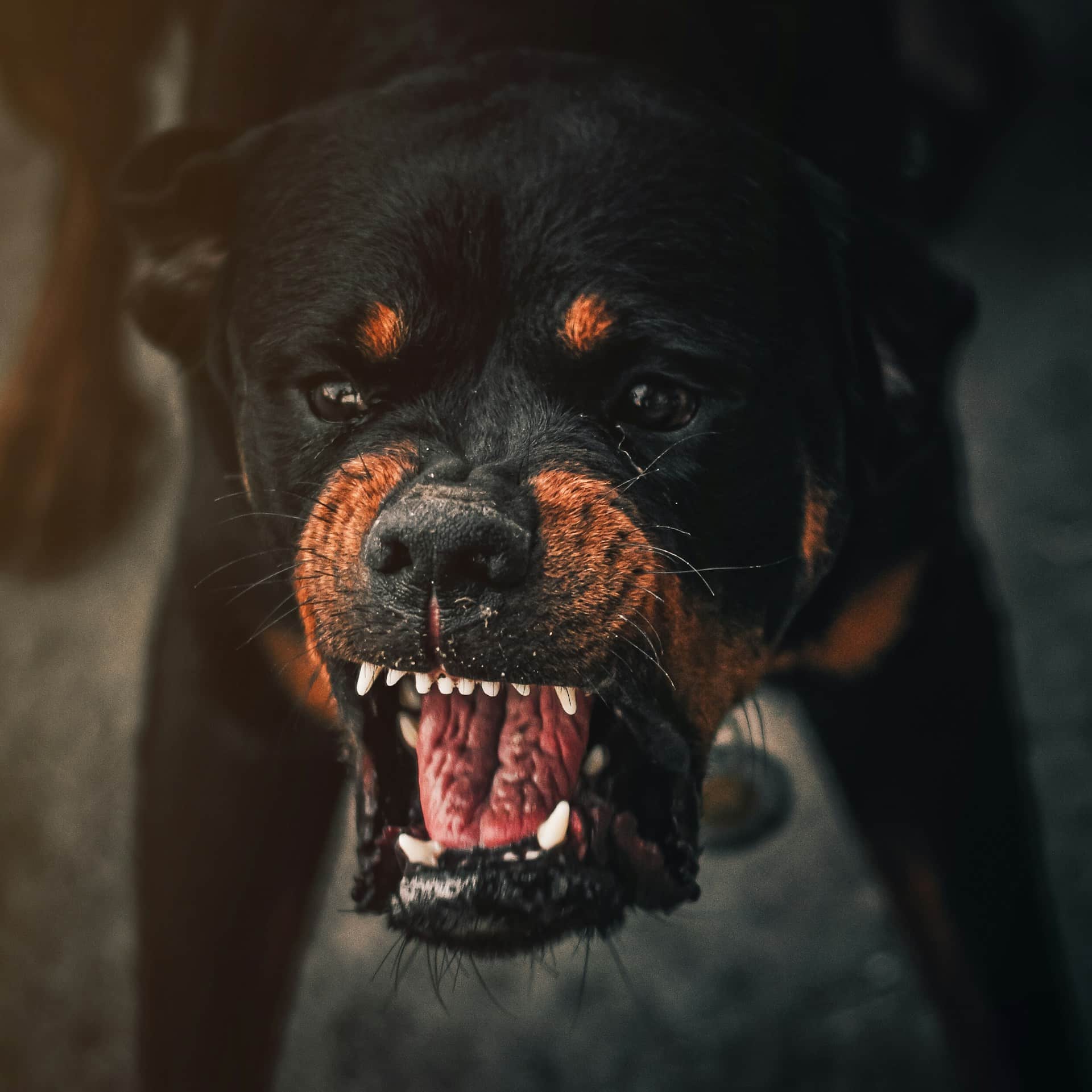 If your dog bites someone, it could mean criminal charges. And if your dog has a history of biting, you could even get arrested.