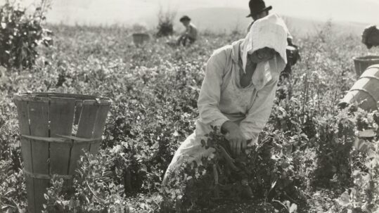 woman in a field picking a fruit