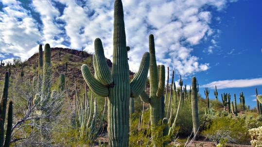 In Arizona, you have the option to plead “no contest” if you accept the charges but don’t want to plead guilty. You’ll still have a criminal record, however.