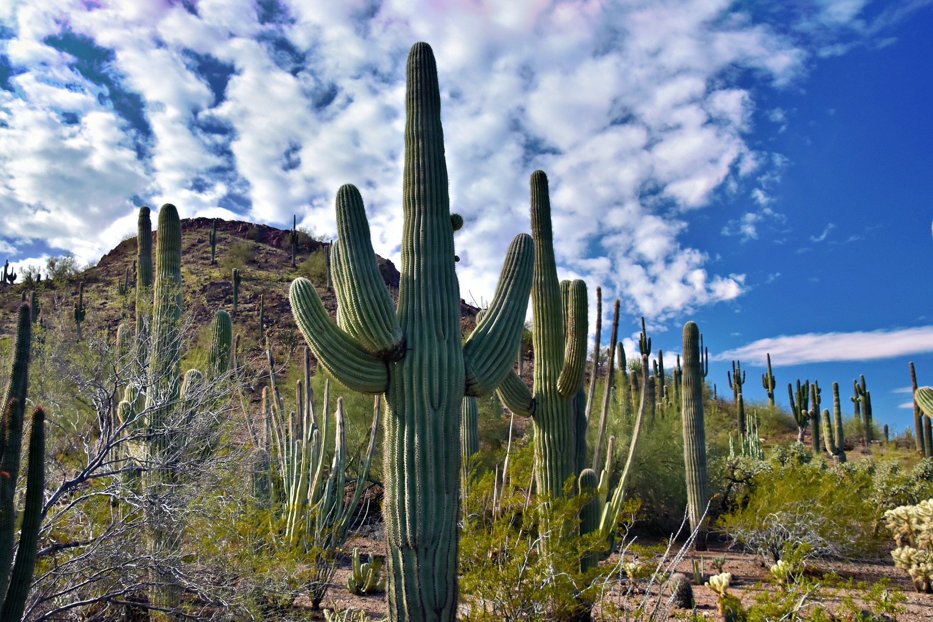 In Arizona, you have the option to plead “no contest” if you accept the charges but don’t want to plead guilty. You’ll still have a criminal record, however.